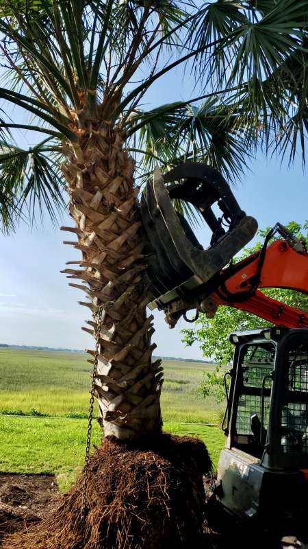 Palm Removal