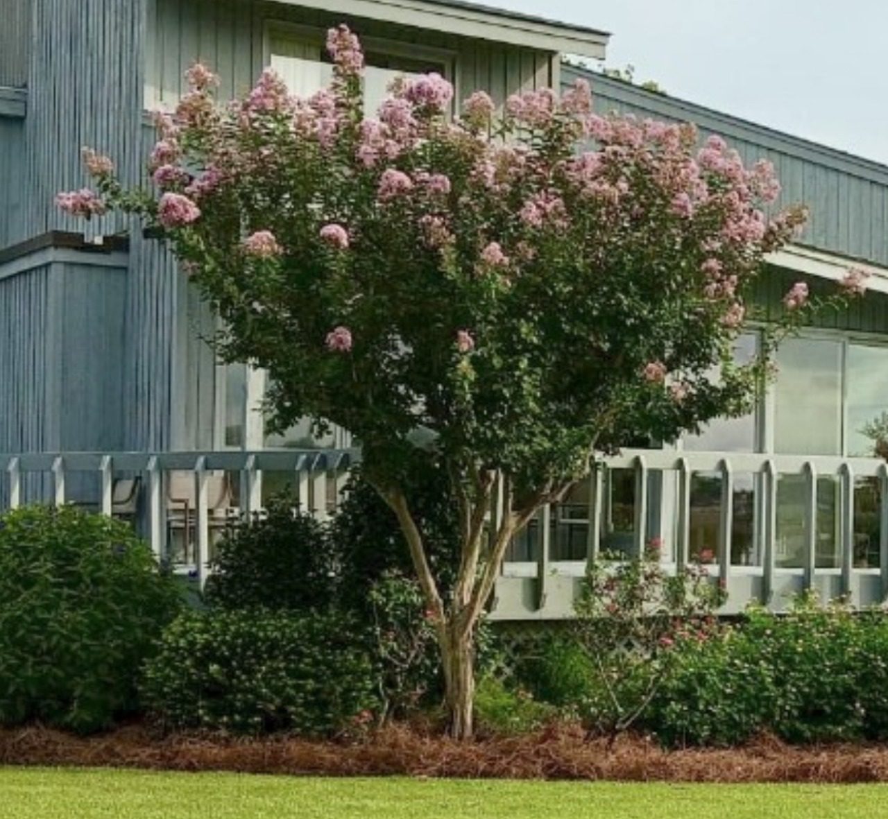 tree pruning and trimming valdez treeservices